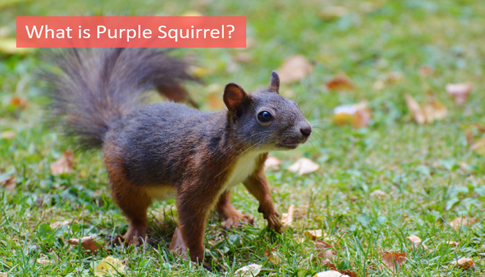 what-is-purple-squirrel